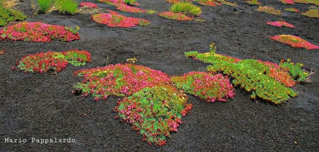 цветы этна ясень, цветы растут из пепла вулкана этна, цветы вулкана этна, цветы растут после извержения этны на вулкане, что такое вулканические цветы, цветы, растущие на вулкане