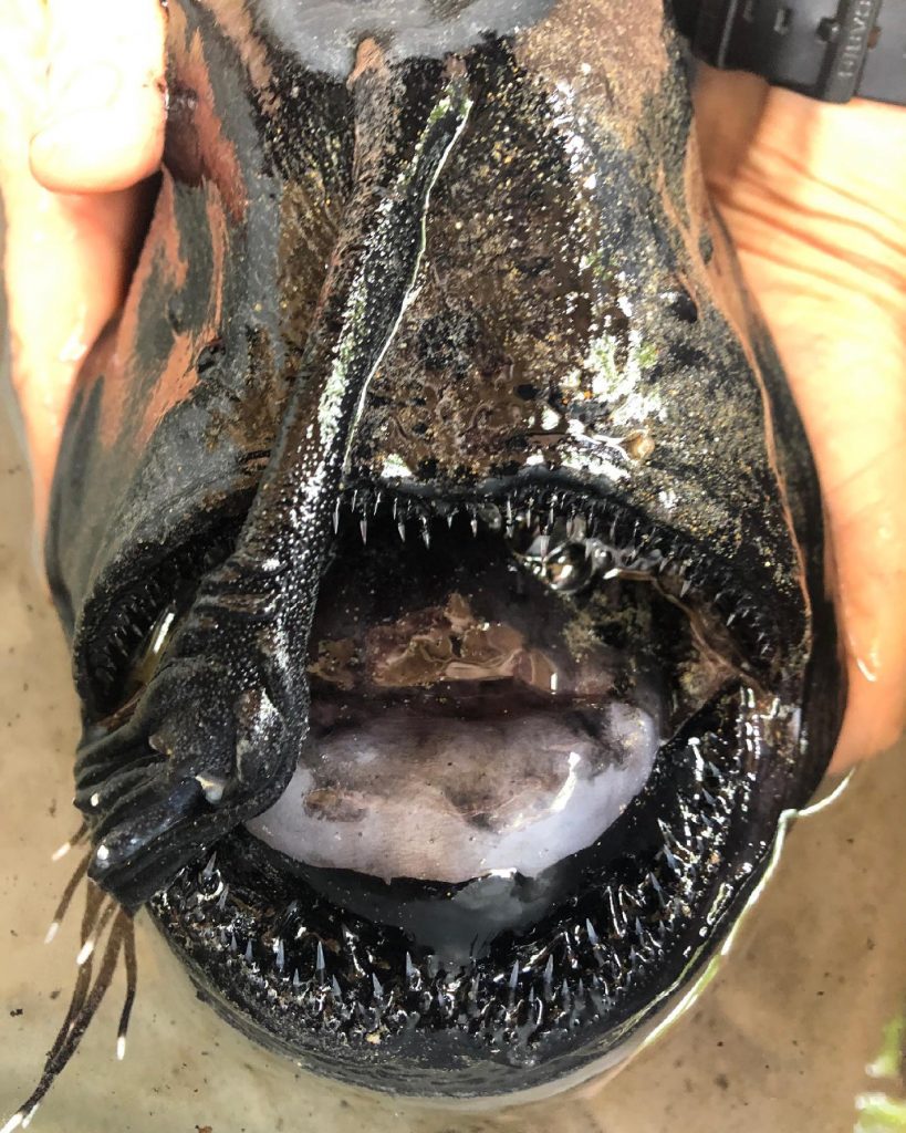глубоководная рыба-удильщик найдена мертвой в Южной Калифорнии