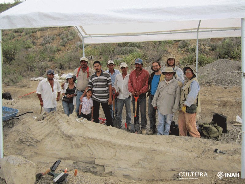 Палеонтологи из INAH и UNAM определили новый вид динозавров: Tlatolophus galorum.