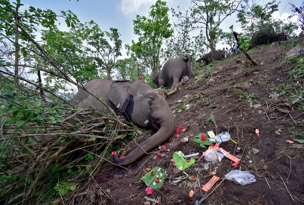 18 слонов убиты молнией, 18 слонов убиты молнией Индия, 18 слонов убиты молнией Ассам, 18 слонов убиты молнией в мае 2021 года, 18 слонов убиты молнией видео, 18 слонов убиты молнией фото