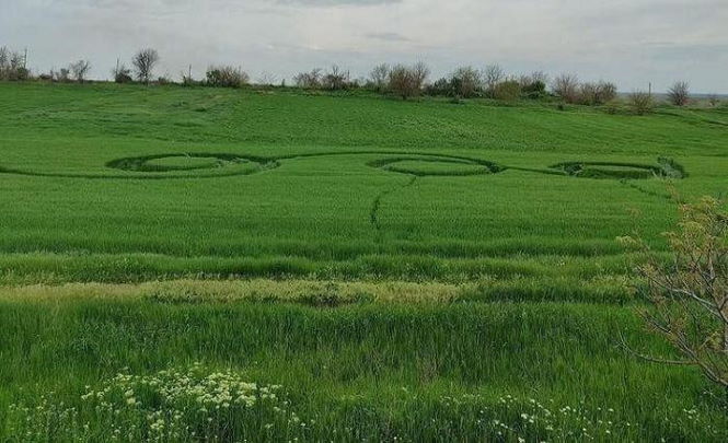 Таинственные круги на поле в Краснодарском крае