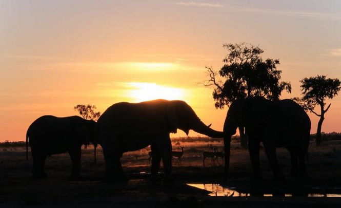 В Ботсване снова массово гибнут слоны