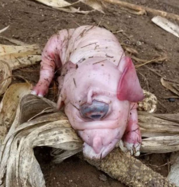 У свиньи была странная генетическая мутация