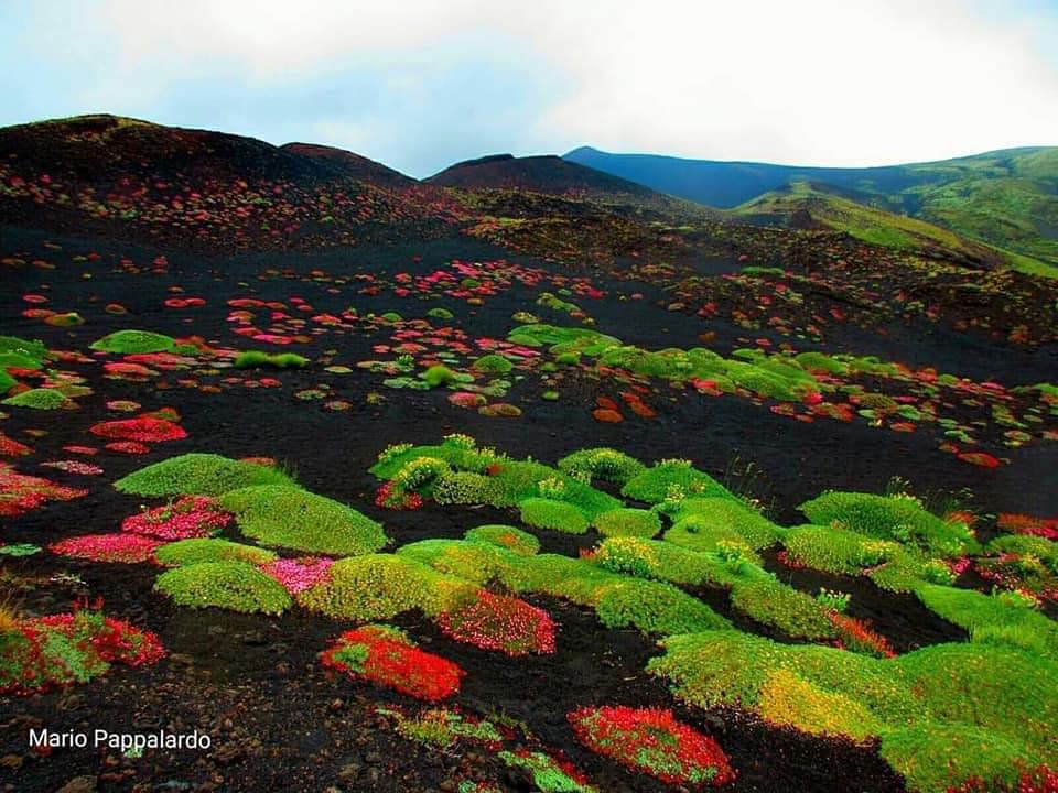 цветы этна ясень, цветы растут из пепла вулкана этна, цветы вулкана этна, цветы растут после извержения этны на вулкане, что такое вулканические цветы, цветы, которые растут на вулкане