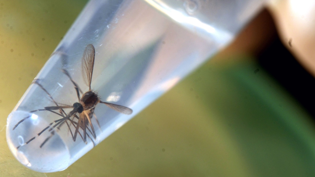 комары ГМО, комары ГМО выпускают флориду, Флорида выпускает комаров ГМО