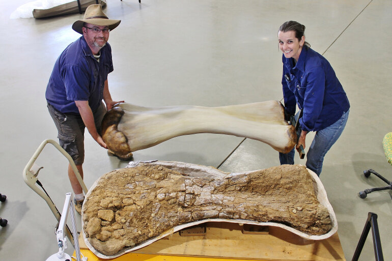 Палеонтологи сделали 3D-реконструкцию кости самого большого динозавра в Австралии. Предоставлено: Музей естественной истории Эроманги / Раздаточный материал через Reuters.