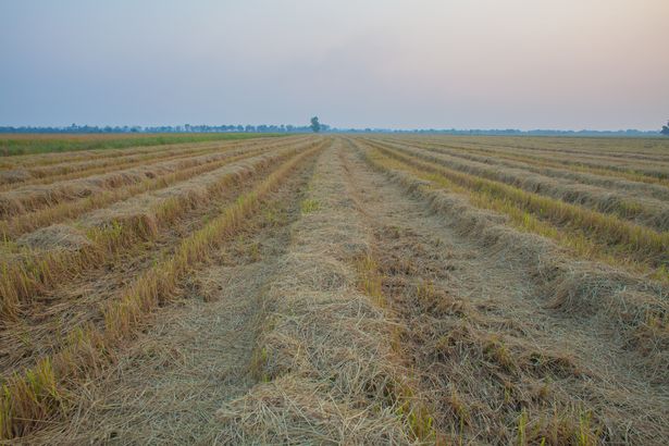 Засуха на рисовых плантациях