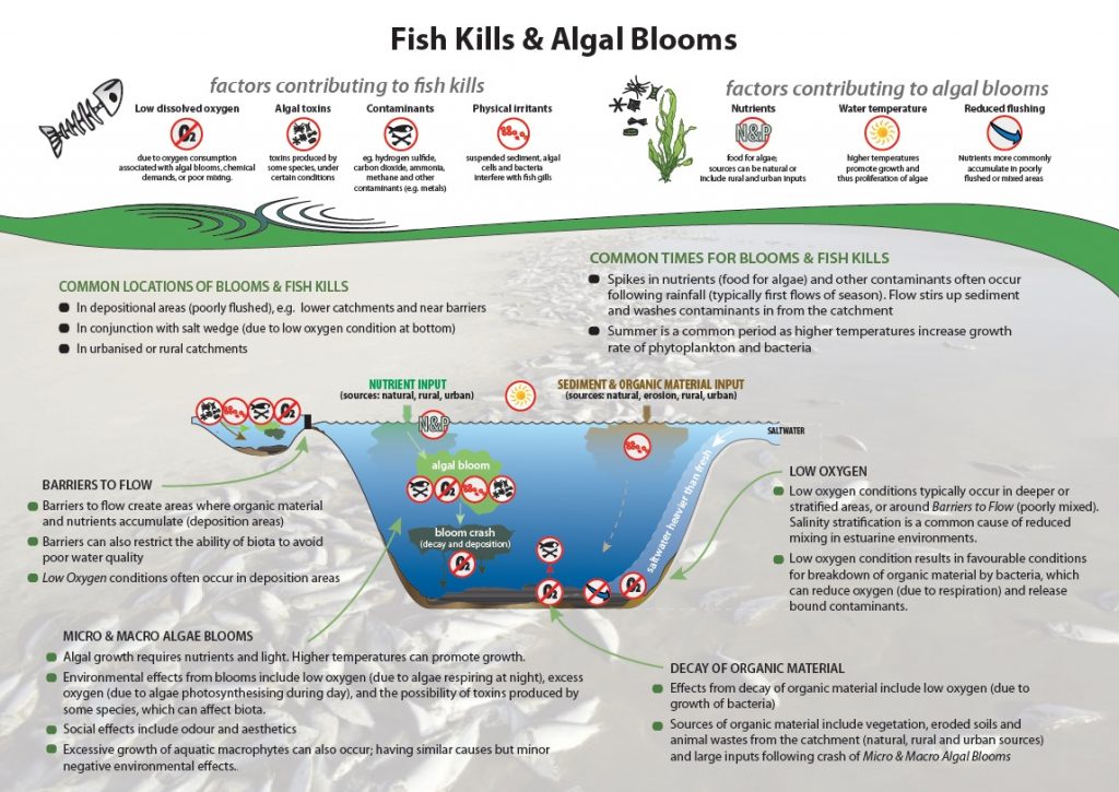 Факторы, способствующие гибели рыбы и цветению водорослей