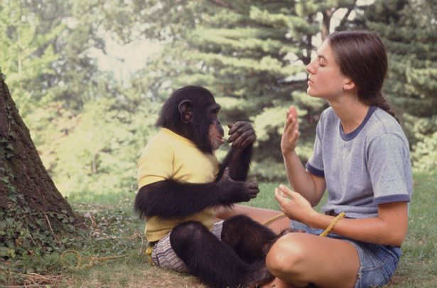 Студентка Стефани ЛаФарж воспитывала Нима как ребенка, даже кормила шимпанзе грудью.