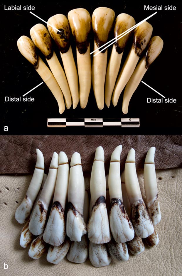 В захоронениях были обнаружены лосиные зубы, использовавшиеся для изготовления подвесок как шумовых и ритмообразующих музыкальных инструментов. Предоставлено: Том Бьёрклунд / Кембриджский археологический журнал, 2021 г.