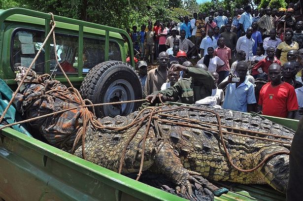 Чудовищный крокодил был пойман с использованием пары коровьих легких в качестве приманки.