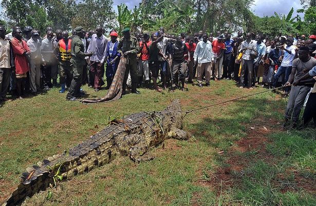 Группа сельских жителей стоит вокруг гигантского крокодила, пойманного в Уганде.
