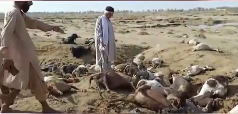 апокалиптический град в пакистане, апокалиптический град в пакистане убивает крупный рогатый скот, сотни голов крупного рогатого скота убиты апокалиптическим градом в пакистане