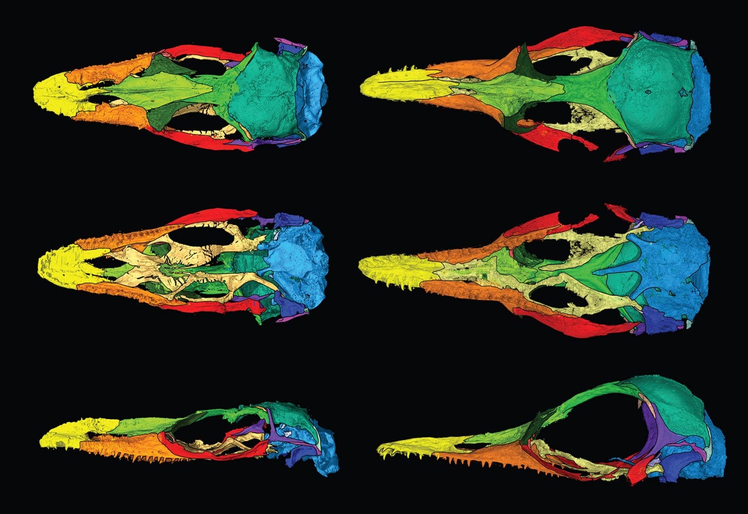 Цифровая изоляция каждой кости обоих новых видов ящериц - O. naga слева и O. khaungraae справа. Предоставлено: ЭДВАРД СТЕНЛИ ИЗ МУЗЕЯ ФЛОРИДЫ, АДАПТАЦИЯ ИЗ СОВРЕМЕННОЙ БИОЛОГИИ. КТ-сканирование, финансируемое ФОНДОМ PERETTI MUSEUM FOUNDATION