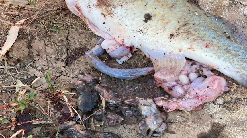 найдена рыба с мертвой мышью в желудке