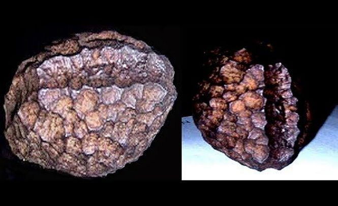 “Артефакт Вольфзегга” – искусственно созданный предмет, которому 60 миллионов лет