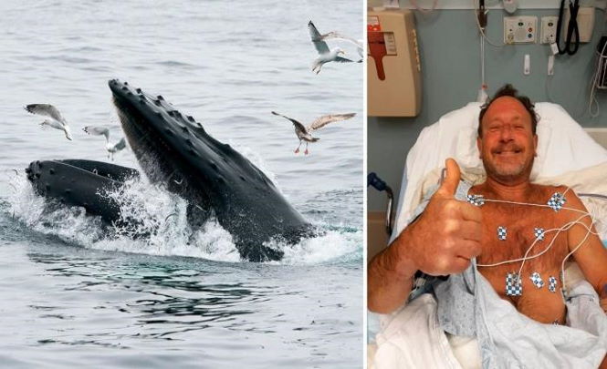 Ловец лобстеров выжил после того, как его проглотил кит