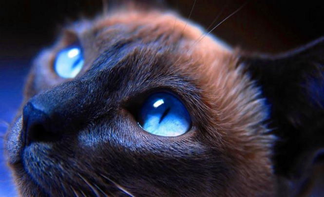 Почему кошки видят потусторонний мир