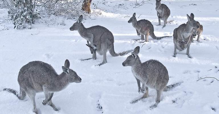 снег в австралии, снежный шторм в австралии, снежный зимний шторм в австралии, снежный зимний шторм в австралии, июнь 2021 года, снежный зимний шторм в австралии, 8-10 июня 2021 года