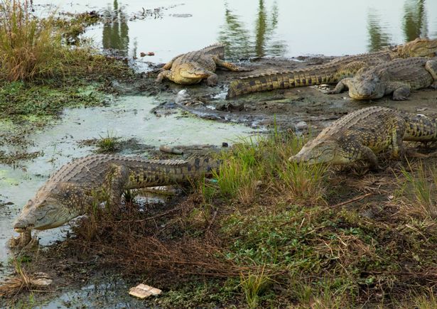 Озеро Виктория полно опасных существ, но крокодил Усама был самым смертоносным из них.