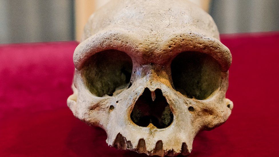Был ли Человек-Дракон великаном?  Массивный череп из Китая заставляет ученых переписывать историю эволюции человека!