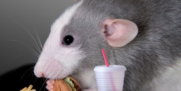 Эксперимент с мышами: организм может отреагировать на фастфуд как на опасную инфекцию