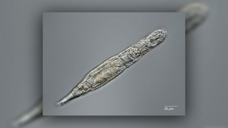 Эксперты возродили сибирских червей, которым 24000 лет