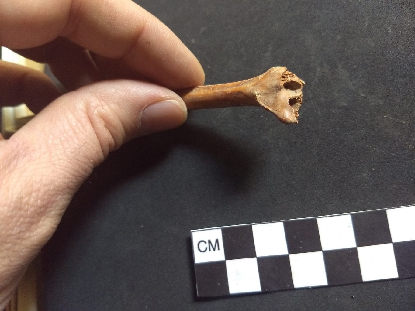 Одна из 17 костей датирована во время исследования. Их возраст предполагает, что первые поселенцы в Америке появились на десятые доли тысяч лет раньше. Предоставлено: Эндрю Сомервилль, Университет штата Айова.
