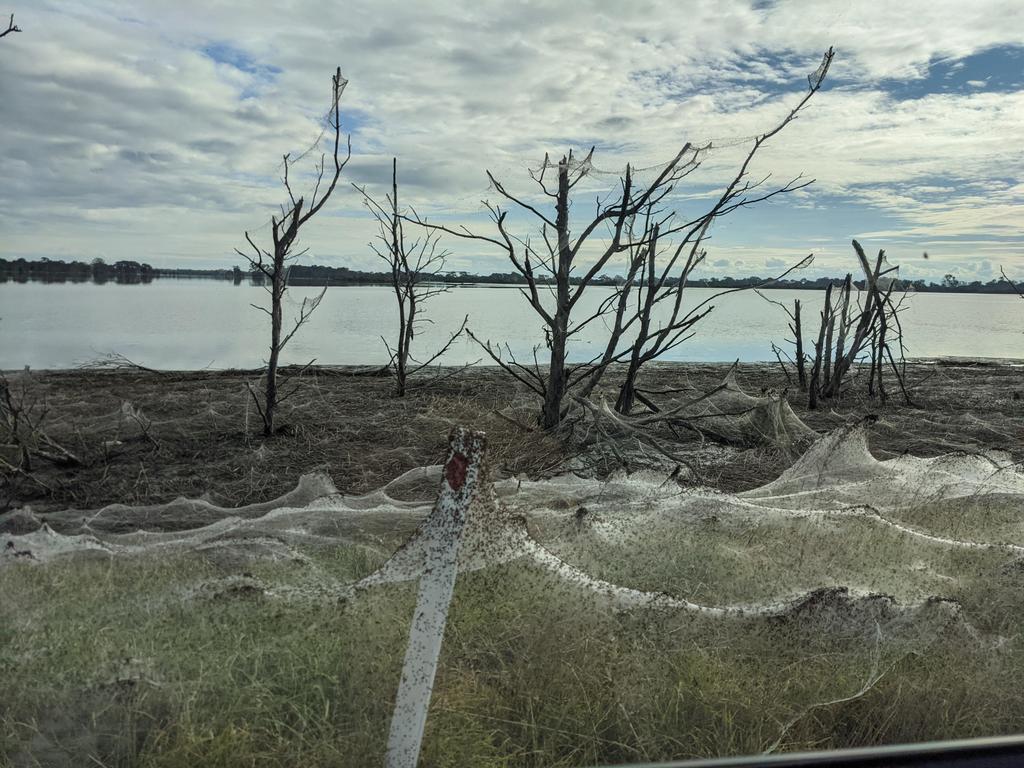 вторжение пауков австралия, австралия нашествие пауков виктория наводнения, паутина виктория наводнения в австралии июнь 2021