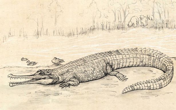 Считается, что это был один из самых больших крокодилов, когда-либо населявших Австралию.