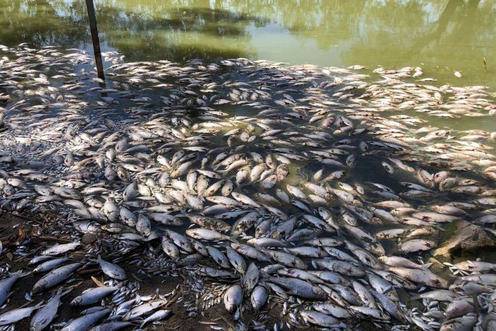 Убийство рыбы и цветение водорослей скоро увеличатся из-за снижения уровня растворенного кислорода в озерах США и Европы, факторов, способствующих гибели рыбы и цветению водорослей, гибели рыбы, цветению водорослей, водным кислородным озерам