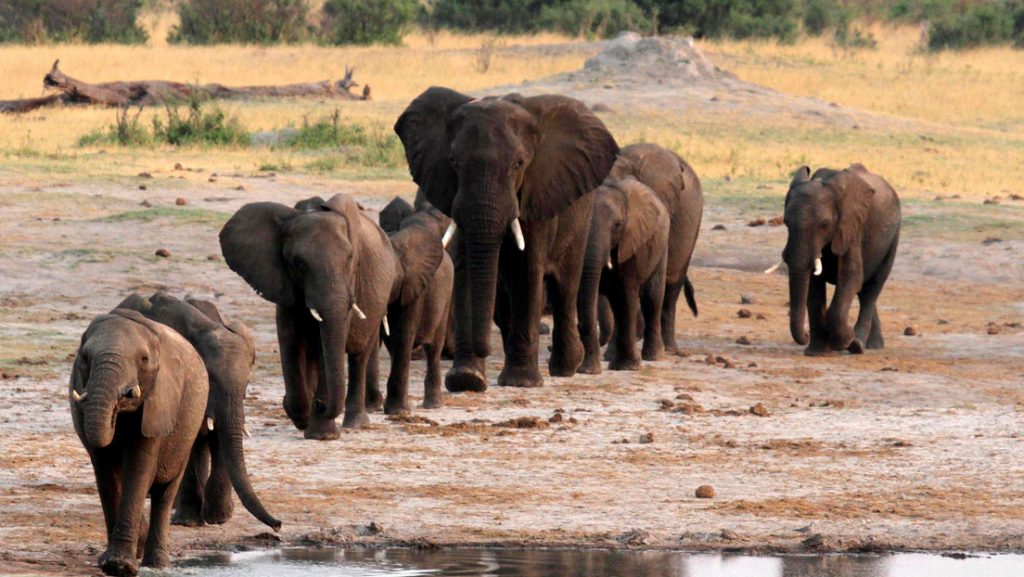 нефтяной проект угрожает жизни 130000 слонов в Африке. Новый гигантский нефтяной проект в Ботсване и Намибии угрожает жизни и экосистеме 130 000 африканских слонов.