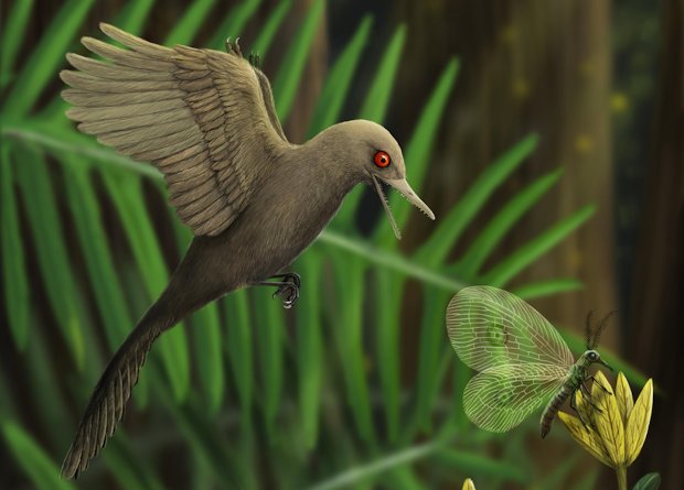 Первоначальная идея Oculudentavis khaungraae заключалась в том, что это была миниатюрная птица. Теперь ученые выяснили, что это на самом деле новый вид ящериц. Предоставлено: Хань Чжисинь.