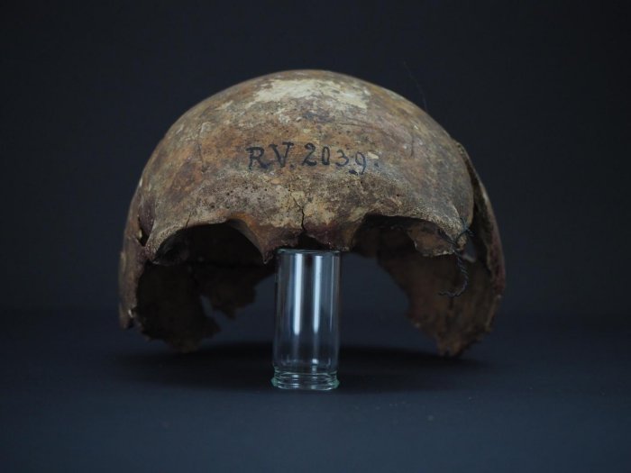 На этом изображении показаны кости черепа человека, похороненного в Латвии около 5000 лет назад. Предоставлено: Доминик Гёльднер, БГАЭУ, Берлин.