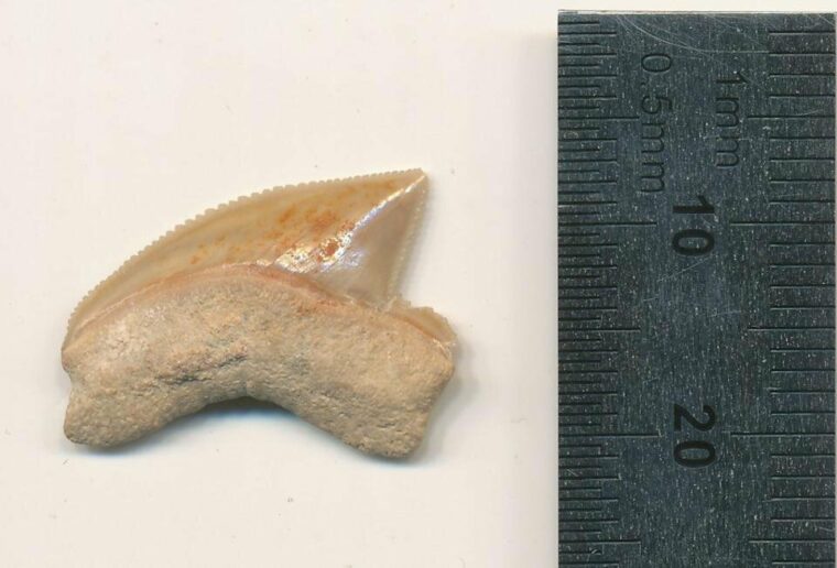 Окаменелые зубы акулы выкопаны в месте, где их не должно быть