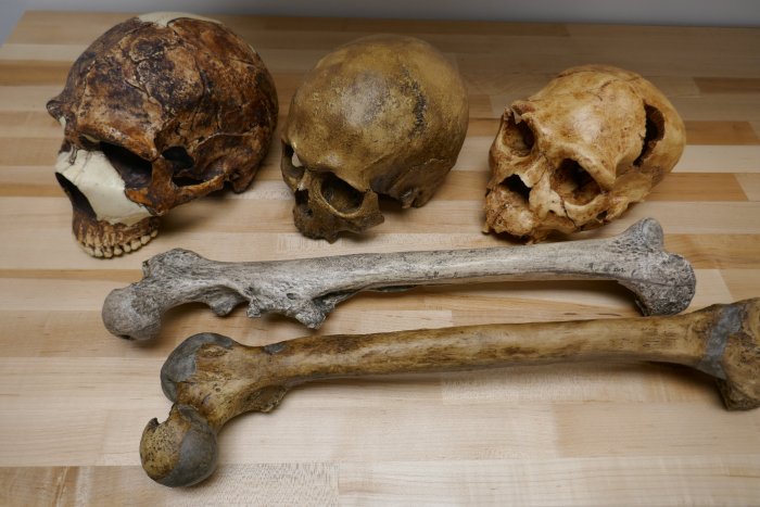 Древние окаменелости раскрывают размер тела и мозга людей, изменивших климат