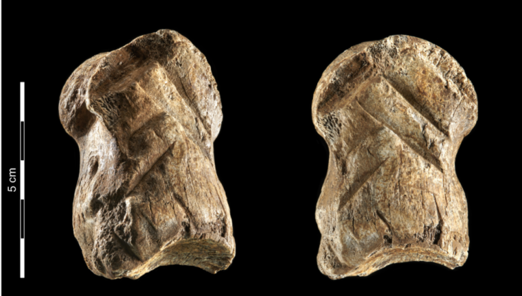 51000 лет назад древние люди вырезали шевроны на оленьих костях 