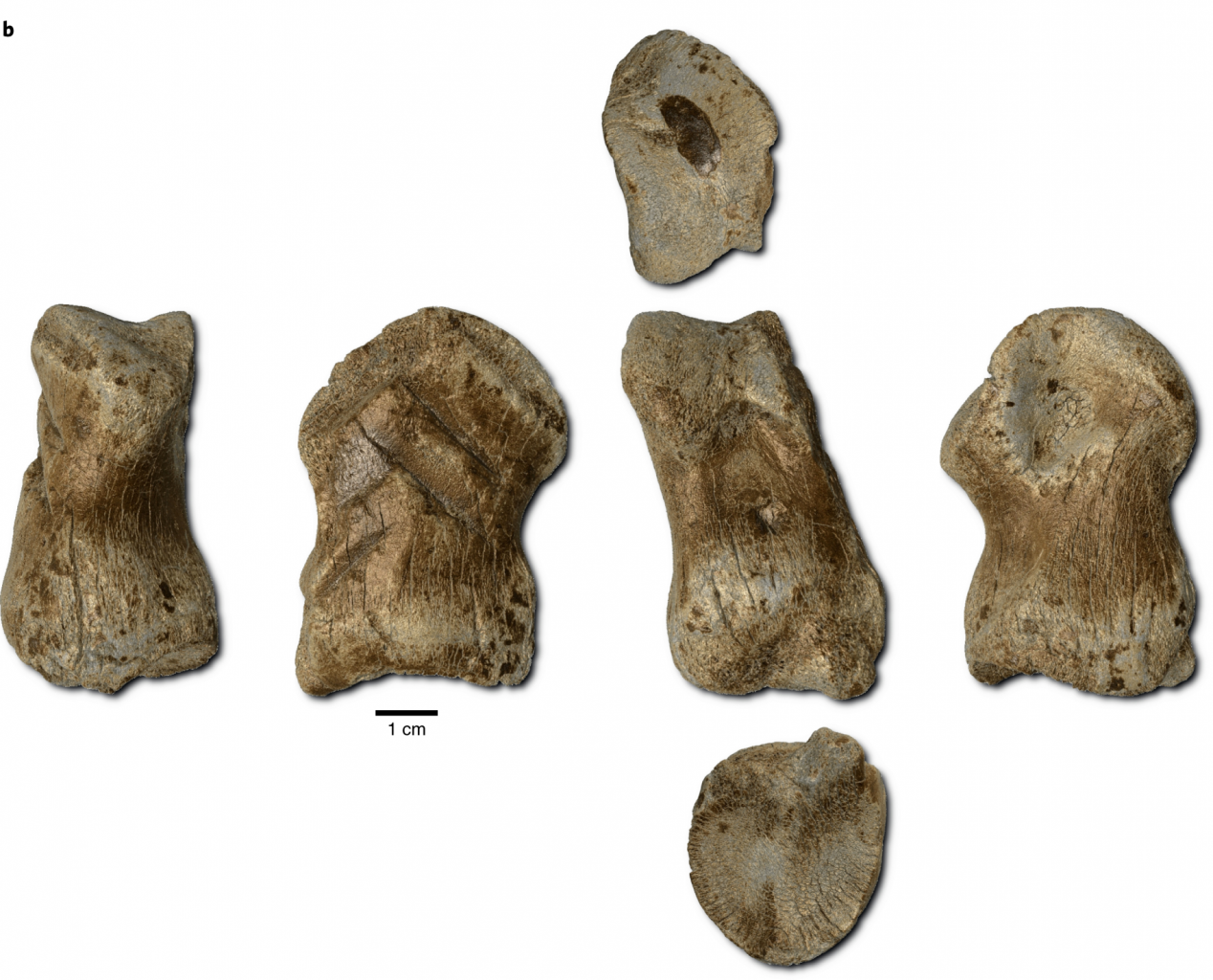 Кость возрастом 51 000 лет, на которой выгравированы шевроны, если смотреть под разными углами. Предоставлено: В. Минкус / НЛД.