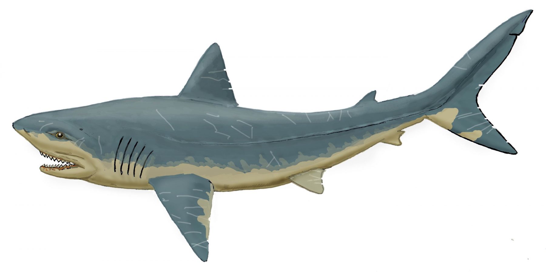 Отпечаток художника от акулы-скваликоракса, существовавшей в позднемеловом периоде. Предоставлено: Дмитрий Богданов.