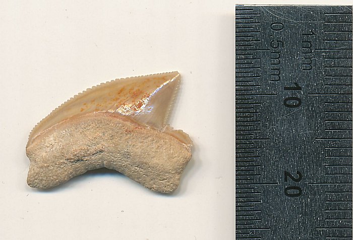 1/1 Ископаемый зуб Squalicorax Nr. # 07815 с Иерусалимской площадки. Предоставлено: Омри Лернау.