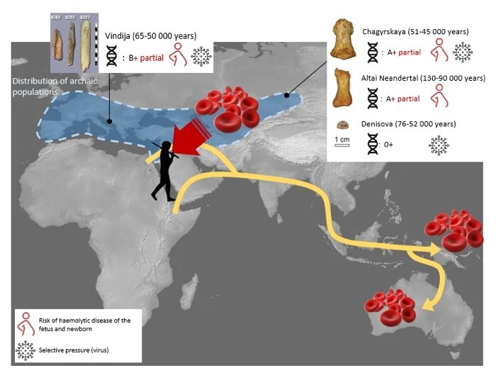 Расшифровка групп крови неандертальцев и денисовцев удивительны