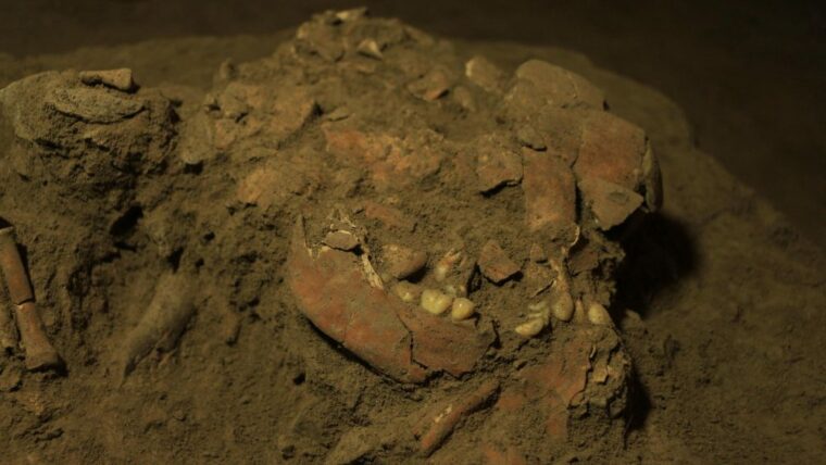 Ученые обнаружили «новый вид» древнего человека