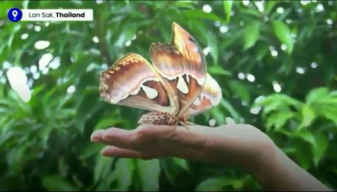 Бабочку размером с птицу сняли в Таиланде