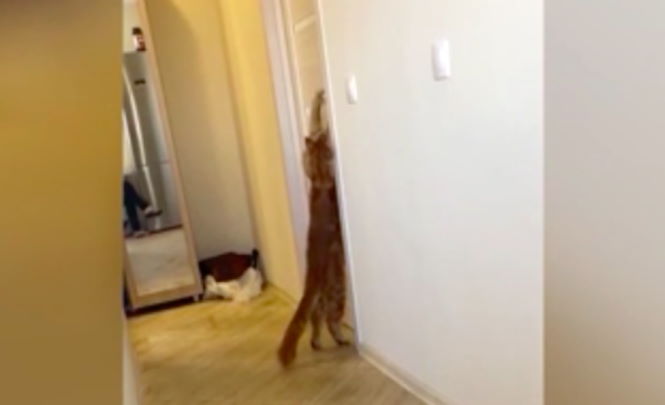 Кот на чистом русском потребовал открыть дверь и шокировал Сеть