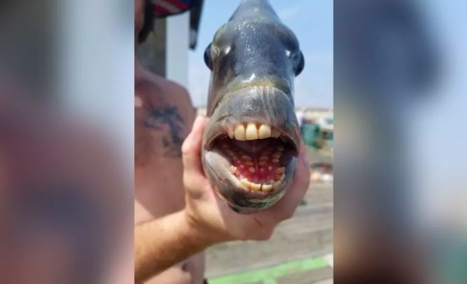 Мужчина поймал рыбу "с человеческими зубами" и шокировал Сеть