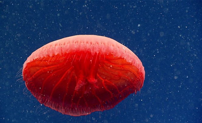 Неизвестную науке медузу нашли в Атлантике 