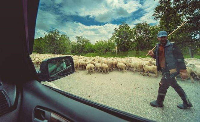 Загадочная гибель 550 овец на горе Абул
