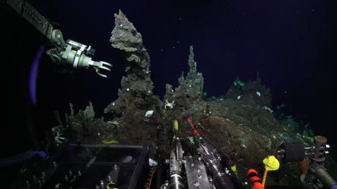 Уникальные кадры со дна Марианской впадины: обитатели глубин