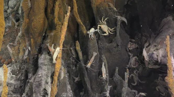 Уникальные кадры со дна Марианской впадины: обитатели глубин