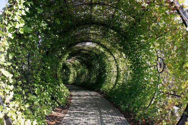 Туннель Poison Garden в саду Алник